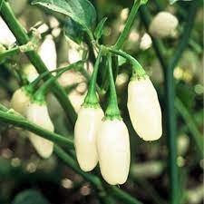 White Bhut Jolokia Pepper Capsicum chinense seeds for spicy gardens